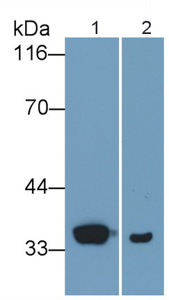 周期素依赖性激酶2(CDK2)多克隆抗体
