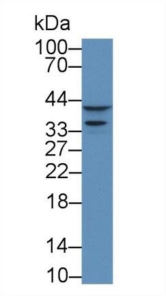 周期素依賴性激酶2(CDK2)多克隆抗體