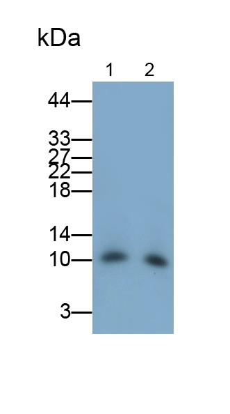 载脂蛋白C3(APOC3)多克隆抗体
