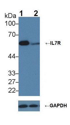 白介素7受體(IL7R)多克隆抗體