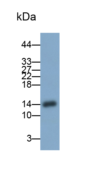 防御素α5(DEFa5)多克隆抗體