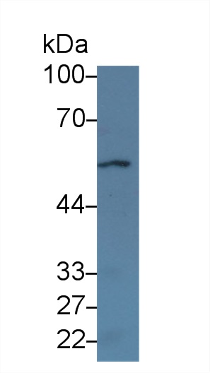 烟碱型胆碱受体α2(CHRNa2)多克隆抗体