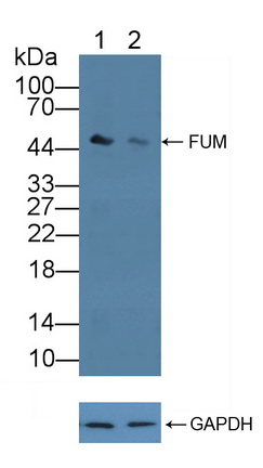 延胡索酸酶(FUM)多克隆抗体