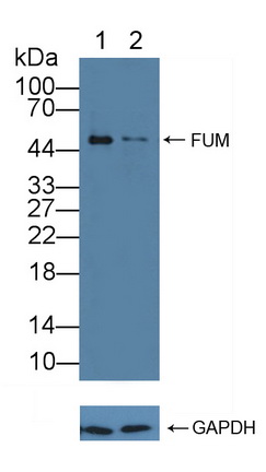 延胡索酸酶(FUM)多克隆抗体