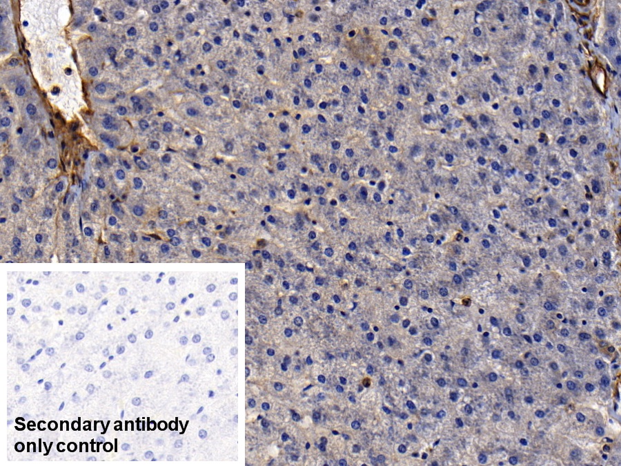 膜聯(lián)蛋白A2(ANXA2)多克隆抗體