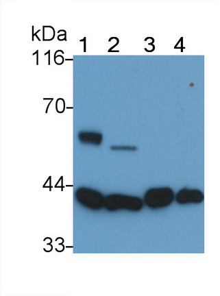膜聯(lián)蛋白A2(ANXA2)多克隆抗體