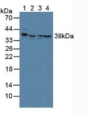 膜联蛋白A2(ANXA2)多克隆抗体