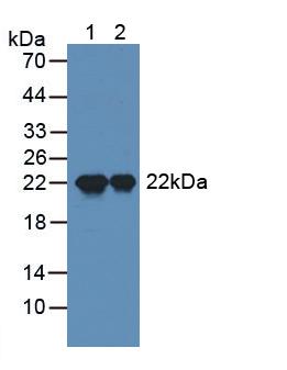 精子蛋白17(Sp17)多克隆抗體