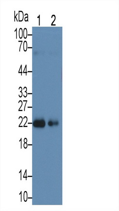 精子蛋白17(Sp17)多克隆抗体