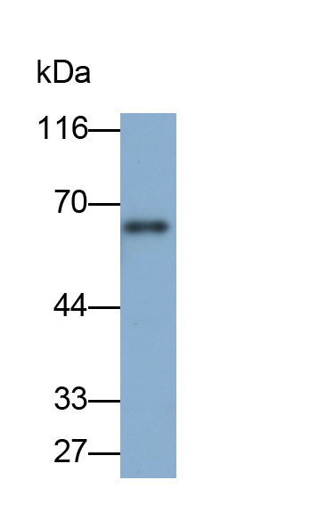 單氨氧化酶A(MAOA)多克隆抗體