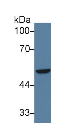 干扰素调节因子6(IRF6)多克隆抗体
