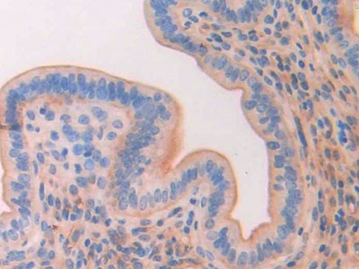 CD34分子(CD34)多克隆抗體