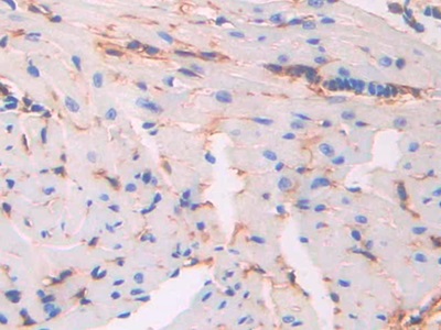 CD34分子(CD34)多克隆抗體