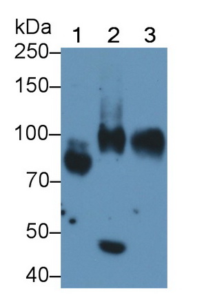 CD34分子(CD34)多克隆抗體
