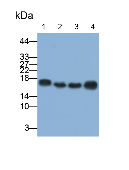 超氧化物歧化酶1(SOD1)多克隆抗體