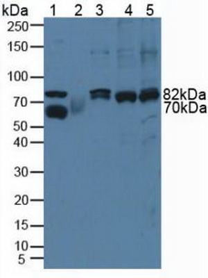 钙蛋白酶1(CAPN1)多克隆抗体