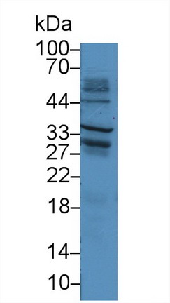 多配體蛋白聚糖1(SDC1)多克隆抗體