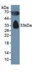載脂蛋白D(APOD)多克隆抗體