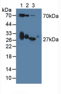 載脂蛋白D(APOD)多克隆抗體