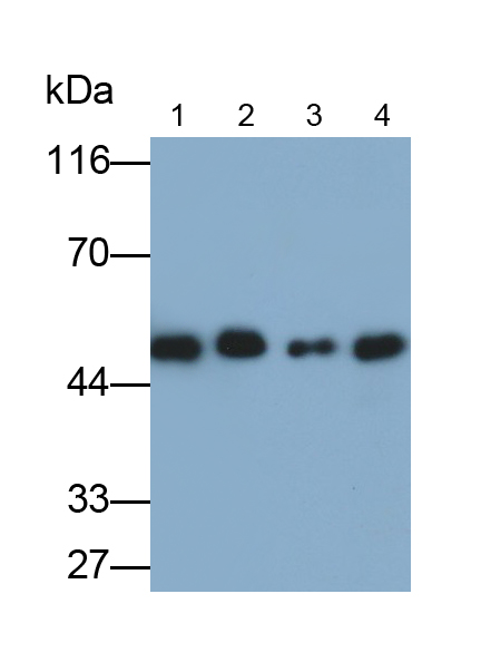色素上皮衍生因子(PEDF)多克隆抗體