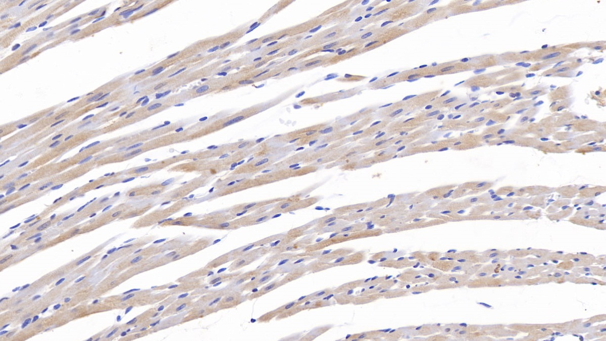 肌腱蛋白C(TNC)多克隆抗体