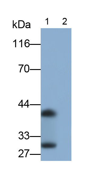 白介素33(IL33)多克隆抗体