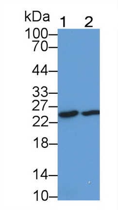 白介素33(IL33)多克隆抗体