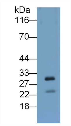 載脂蛋白A5(APOA5)多克隆抗體