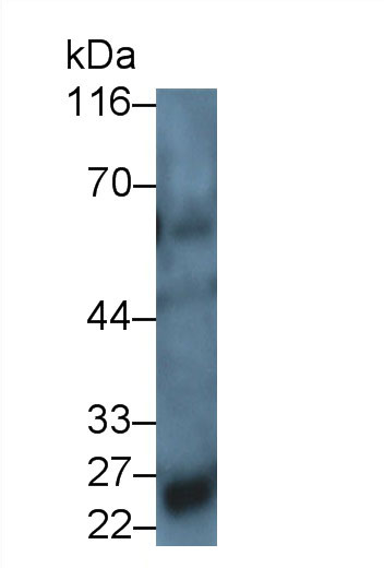白介素34(IL34)多克隆抗体