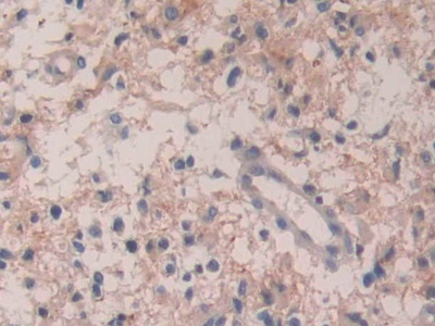 白介素35(IL35)多克隆抗體