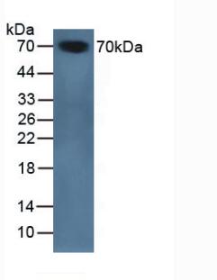 絲氨酸蛋白酶抑制劑A10(SERPINA10)多克隆抗體
