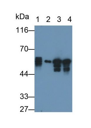 角蛋白8(CK8)多克隆抗体