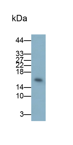 高遷移率族AT Hook蛋白2(HMGA2)多克隆抗體