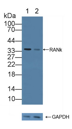 核因子κB受體激活因子(RANk)多克隆抗體