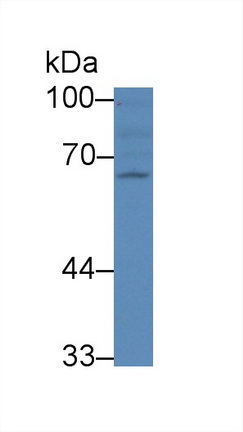 核因子κB受体激活因子(RANk)多克隆抗体