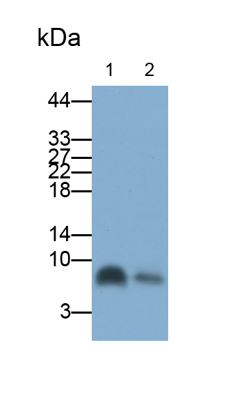 單核細(xì)胞趨化蛋白5(MCP5)多克隆抗體