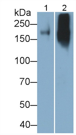 層粘連蛋白γ1(LAMC1)多克隆抗體