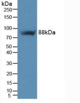 整合素β5(ITGb5)多克隆抗體