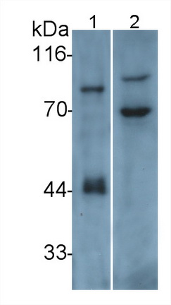 整合素β6(ITGb6)多克隆抗体