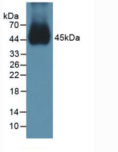 骨形成蛋白15(BMP15)多克隆抗体