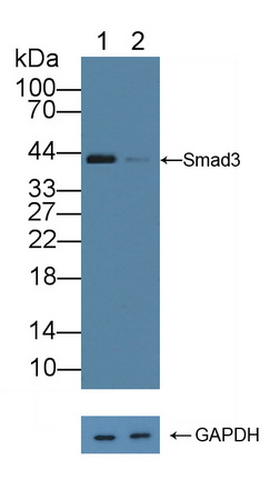 Smad同源物3(SMAD3)多克隆抗体