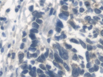 Erb-b2受體酪氨酸激酶4(ErbB4)多克隆抗體