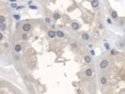 Erb-b2受體酪氨酸激酶4(ErbB4)多克隆抗體