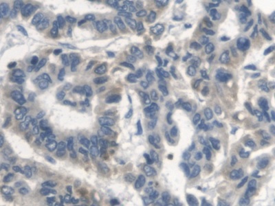 Erb-b2受體酪氨酸激酶4(ErbB4)多克隆抗體