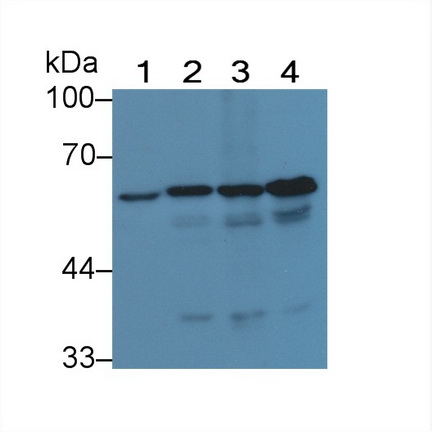 组蛋白脱乙酰基酶1(HDAC1)多克隆抗体