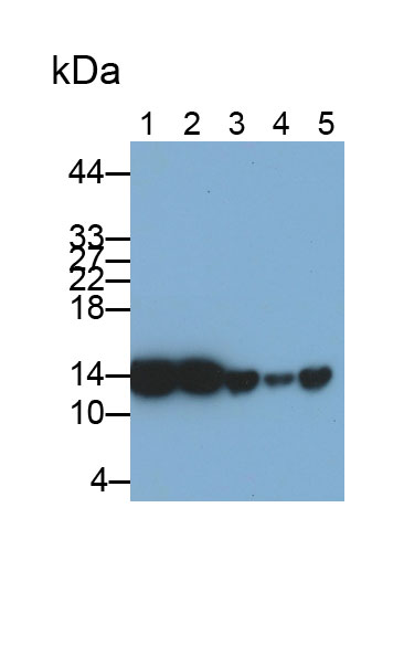 抑丝蛋白1(PFN1)多克隆抗体