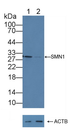 运动神经元生存蛋白1(SMN)多克隆抗体