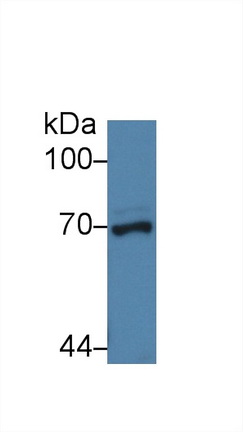 62kDa核孔蛋白(NUP62)多克隆抗體