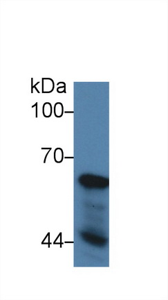 62kDa核孔蛋白(NUP62)多克隆抗體