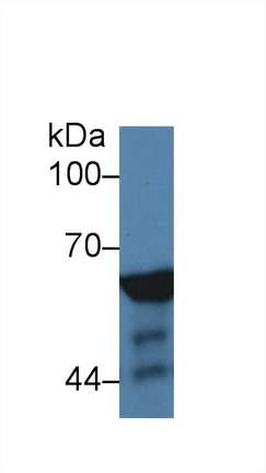 62kDa核孔蛋白(NUP62)多克隆抗體
